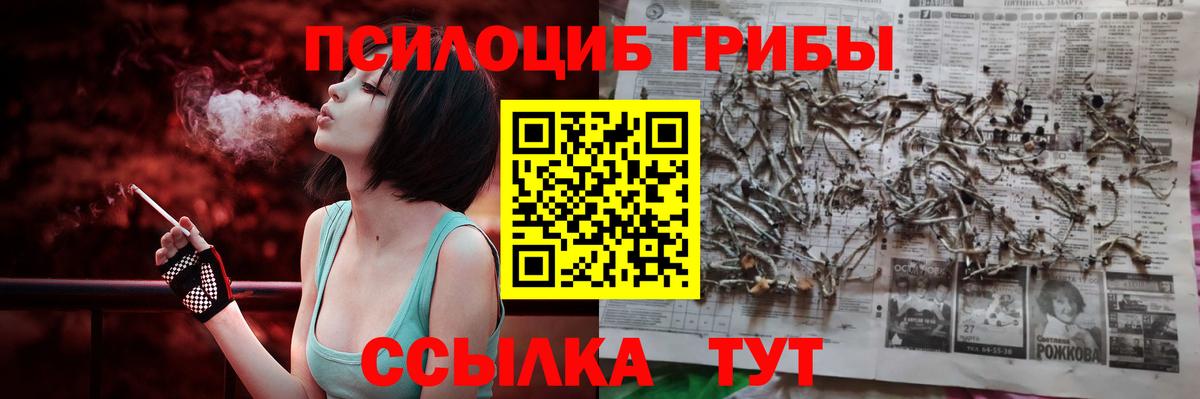 Галлюциногенные грибы Psilocybe Кузнецк